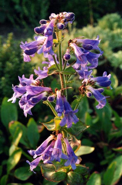 Penstemon ovatus photo